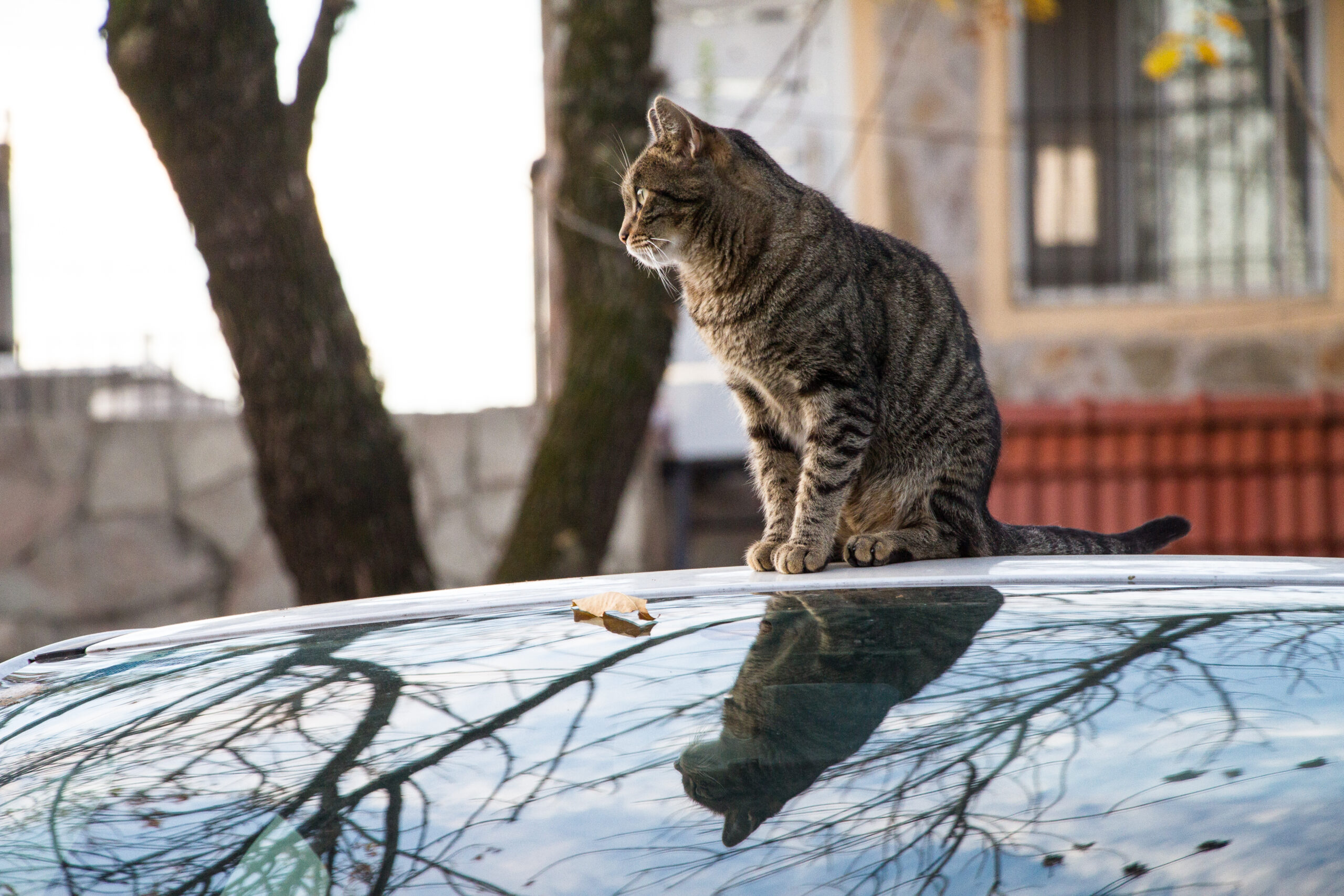 Keeping Cats off Your Car: 12 Simple Solutions