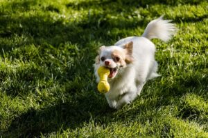 7 Must Have Eco-Friendly Pet Products for a Greener Tomorrow