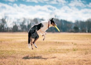 7 Must Have Eco-Friendly Pet Products for a Greener Tomorrow