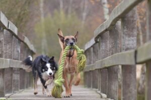 7 Must Have Eco-Friendly Pet Products for a Greener Tomorrow